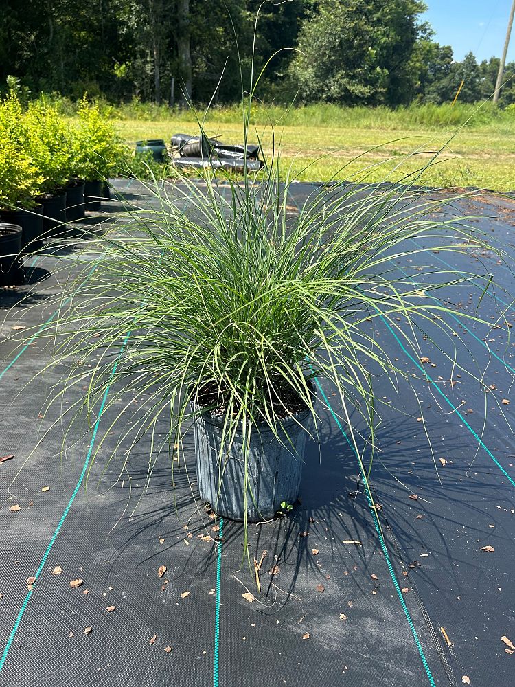 miscanthus-sinensis-adagio-adagio-grass-eulalia-grass-chinese-silvergrass-dwarf-maiden-grass