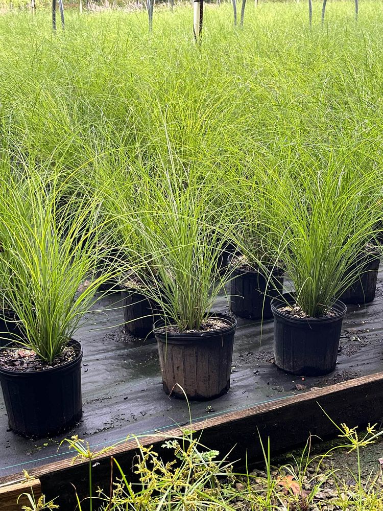miscanthus-sinensis-adagio-adagio-grass-eulalia-grass-chinese-silvergrass-dwarf-maiden-grass