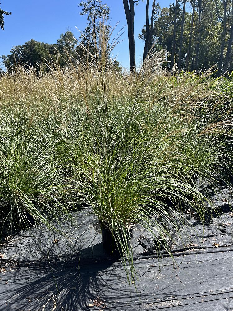 miscanthus-sinensis-adagio-adagio-grass-eulalia-grass-chinese-silvergrass-dwarf-maiden-grass