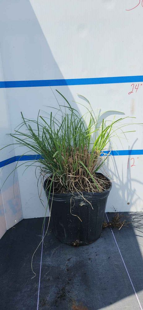 miscanthus-sinensis-adagio-adagio-grass-eulalia-grass-chinese-silvergrass-dwarf-maiden-grass