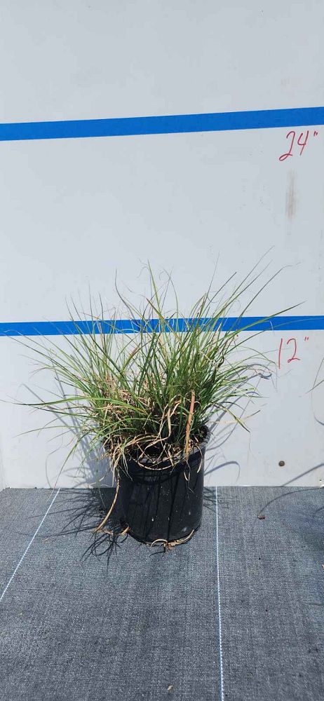 miscanthus-sinensis-adagio-adagio-grass-eulalia-grass-chinese-silvergrass-dwarf-maiden-grass