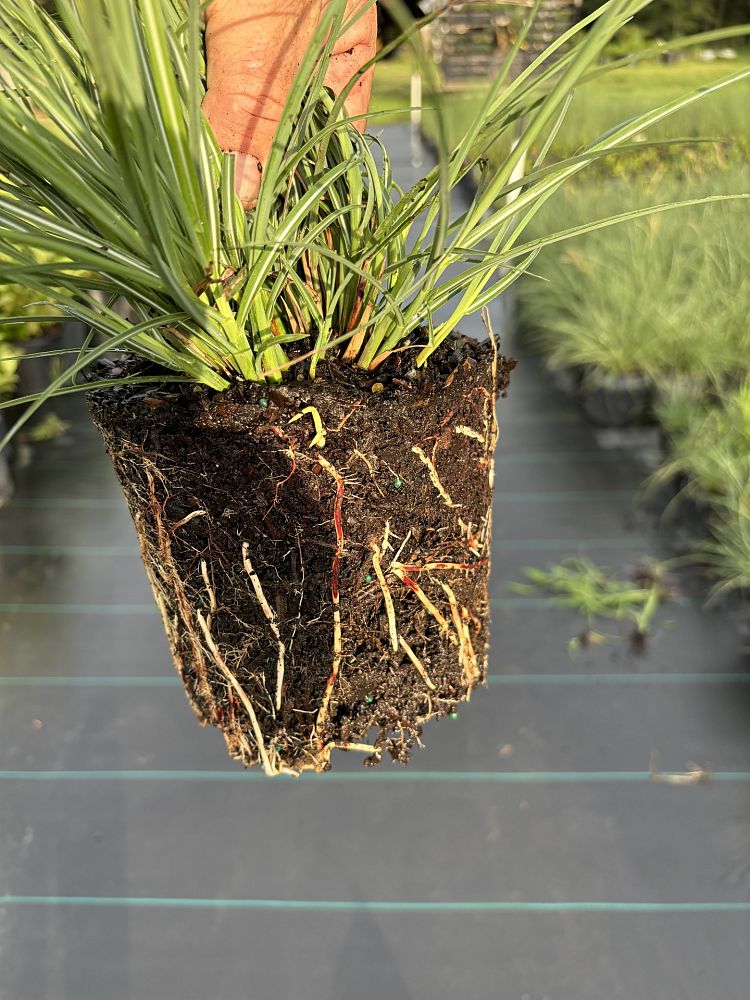 miscanthus-sinensis-adagio-adagio-grass-eulalia-grass-chinese-silvergrass-dwarf-maiden-grass