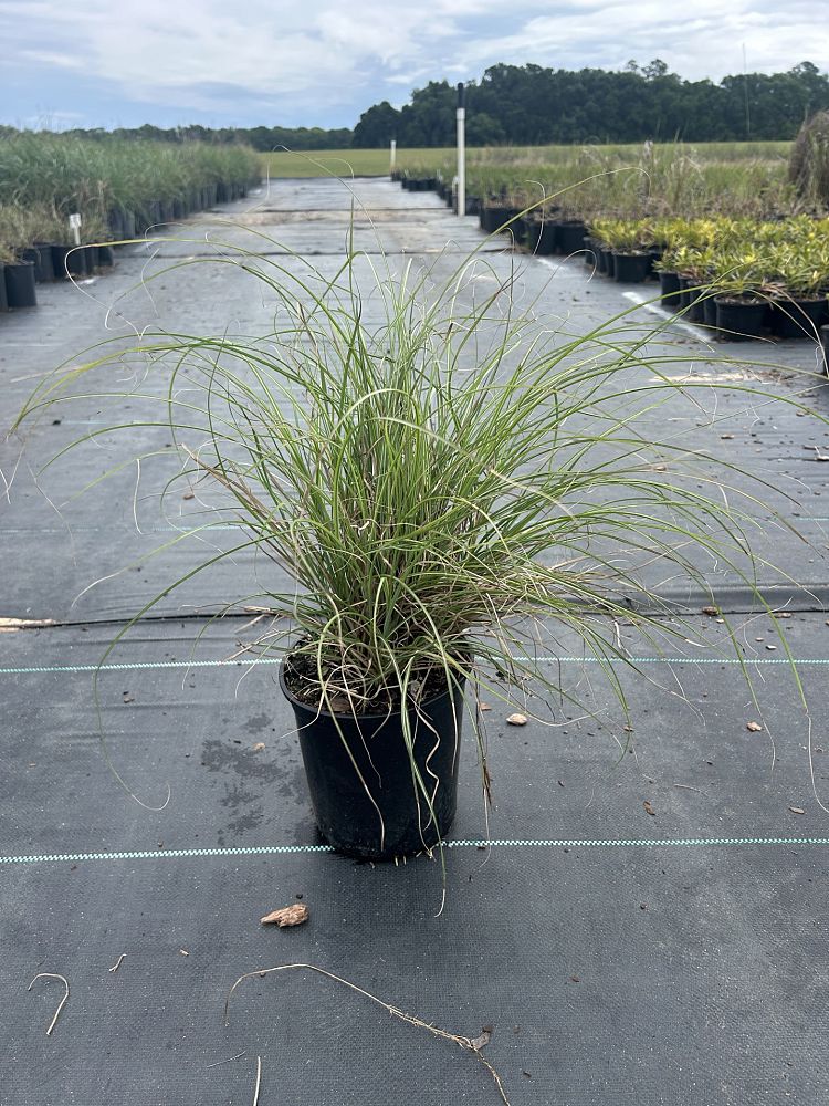 miscanthus-sinensis-adagio-adagio-grass-eulalia-grass-chinese-silvergrass-dwarf-maiden-grass