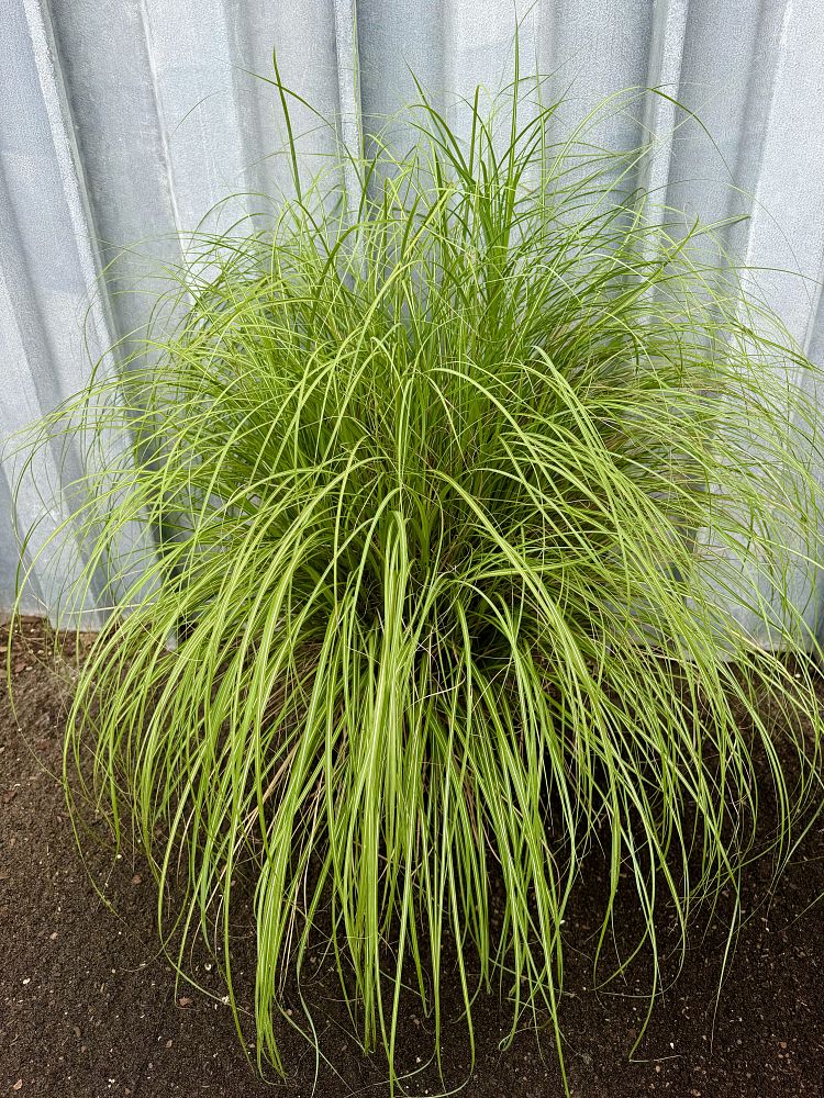 miscanthus-sinensis-adagio-adagio-grass-eulalia-grass-chinese-silvergrass-dwarf-maiden-grass