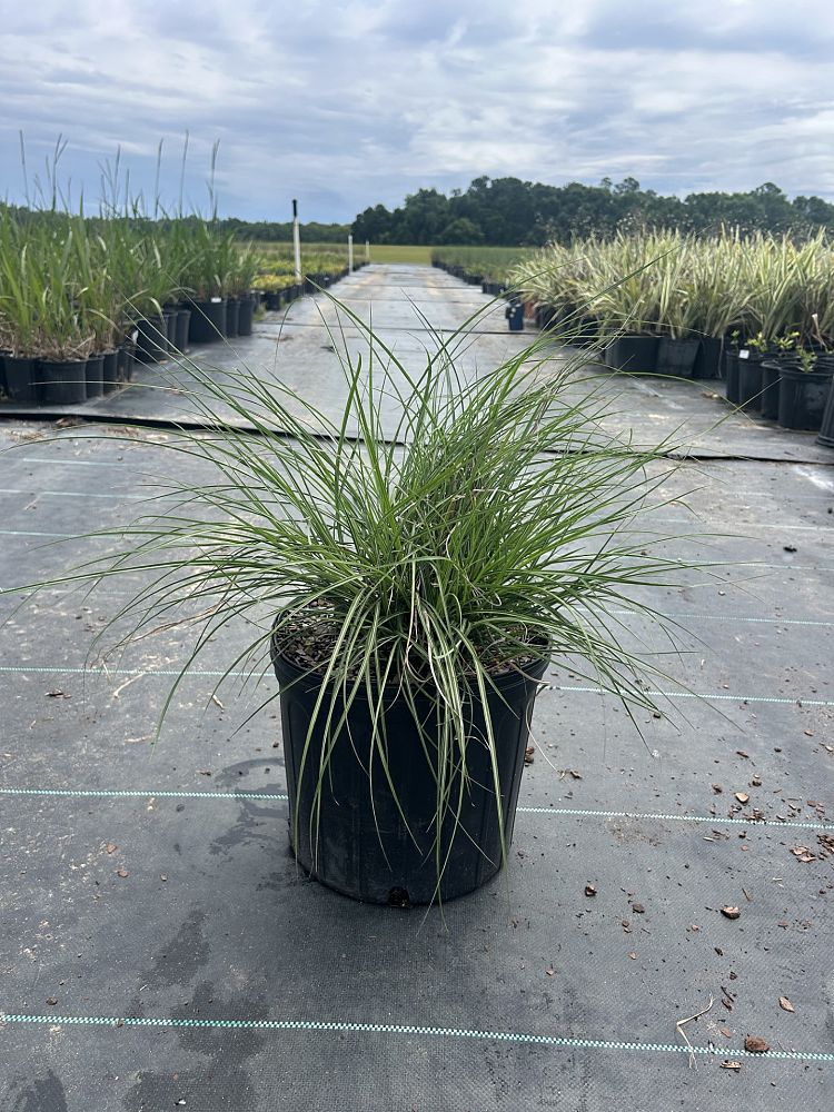miscanthus-sinensis-adagio-adagio-grass-eulalia-grass-chinese-silvergrass-dwarf-maiden-grass