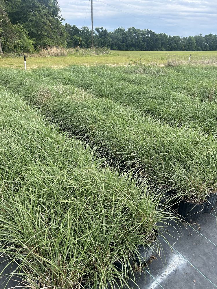 miscanthus-sinensis-adagio-adagio-grass-eulalia-grass-chinese-silvergrass-dwarf-maiden-grass