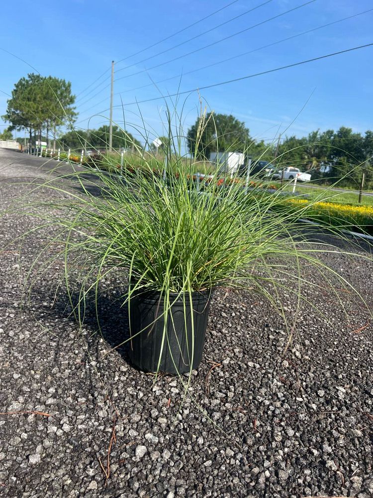 miscanthus-sinensis-adagio-adagio-grass-eulalia-grass-chinese-silvergrass-dwarf-maiden-grass