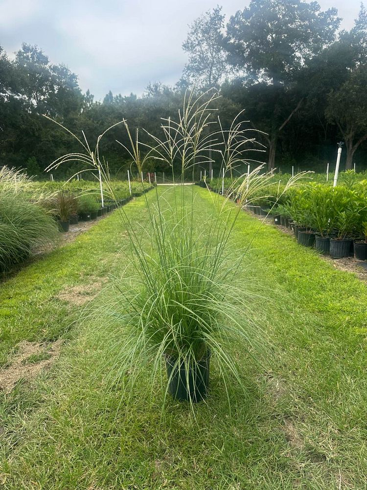 miscanthus-sinensis-adagio-adagio-grass-eulalia-grass-chinese-silvergrass-dwarf-maiden-grass