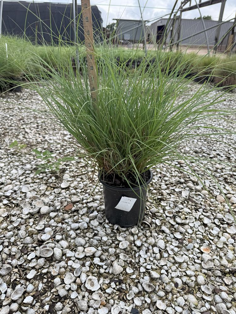 miscanthus-sinensis-adagio-adagio-grass-eulalia-grass-chinese-silvergrass-dwarf-maiden-grass