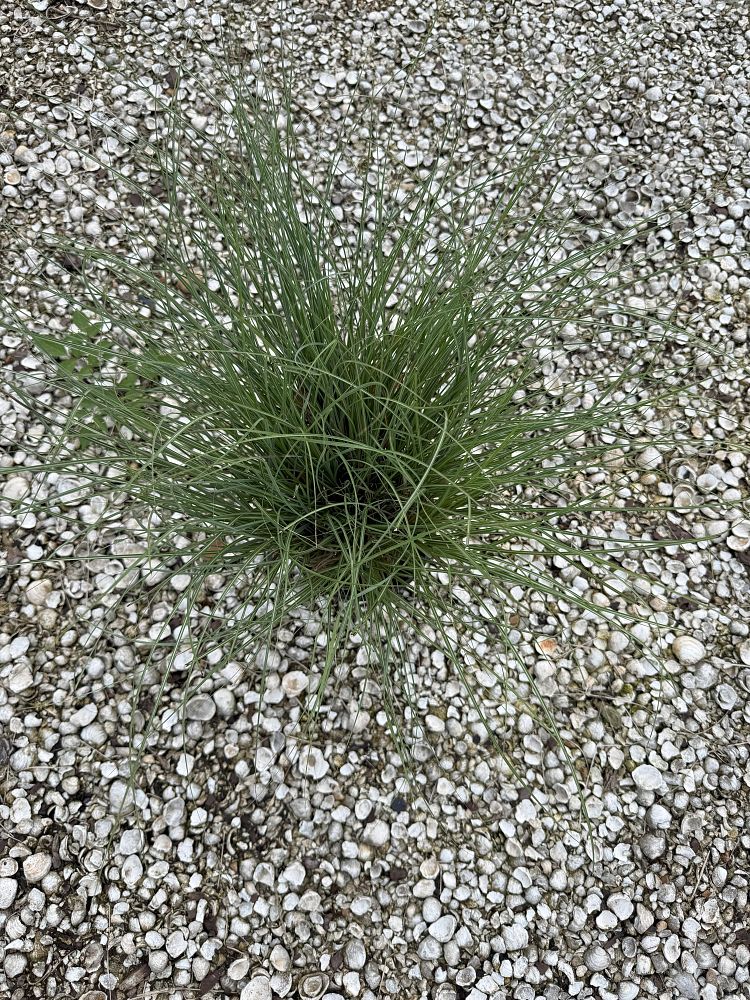 miscanthus-sinensis-adagio-adagio-grass-eulalia-grass-chinese-silvergrass-dwarf-maiden-grass