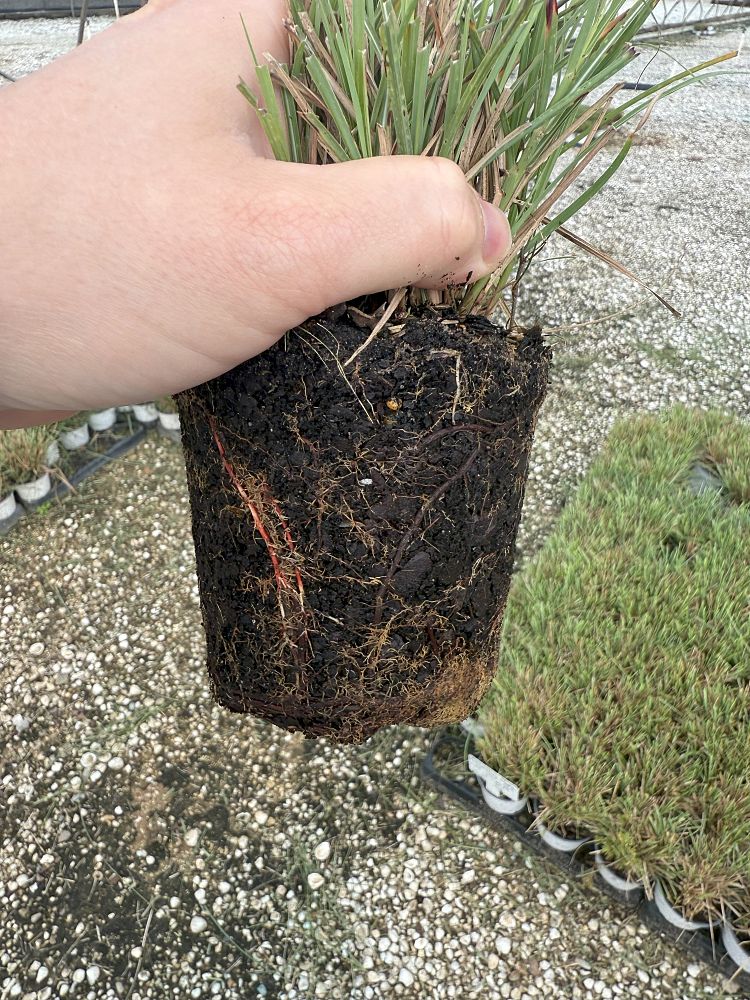 miscanthus-sinensis-adagio-adagio-grass-eulalia-grass-chinese-silvergrass-dwarf-maiden-grass
