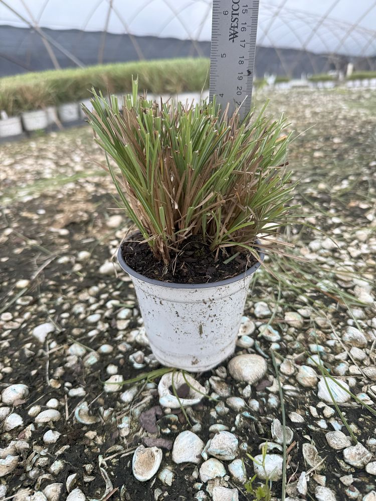 miscanthus-sinensis-adagio-adagio-grass-eulalia-grass-chinese-silvergrass-dwarf-maiden-grass