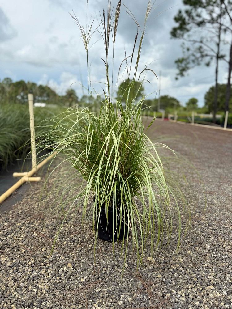 miscanthus-sinensis-adagio-adagio-grass-eulalia-grass-chinese-silvergrass-dwarf-maiden-grass