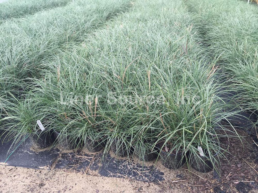 miscanthus-sinensis-adagio-eulalia-grass-chinese-silvergrass-dwarf-maiden-grass