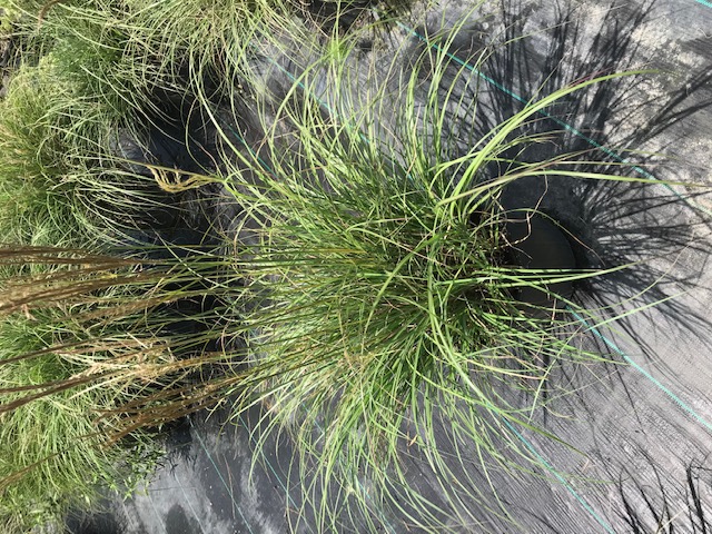 miscanthus-sinensis-adagio-eulalia-grass-chinese-silvergrass-dwarf-maiden-grass