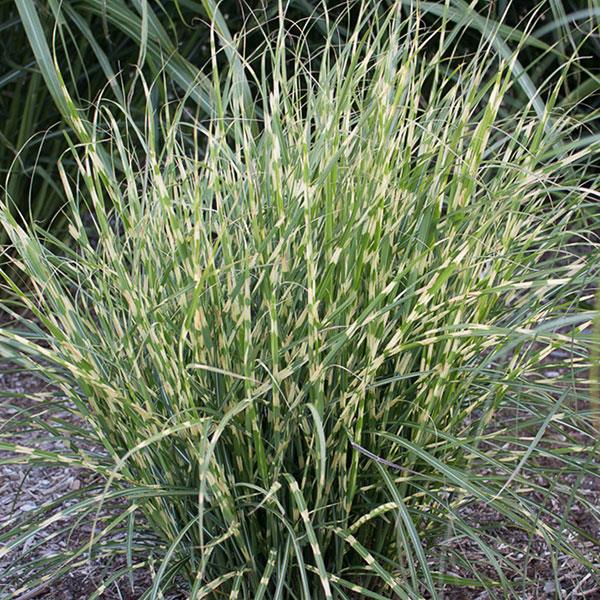 miscanthus-sinensis-bandwidth-eulalia-grass-chinese-silvergrass-maiden-grass