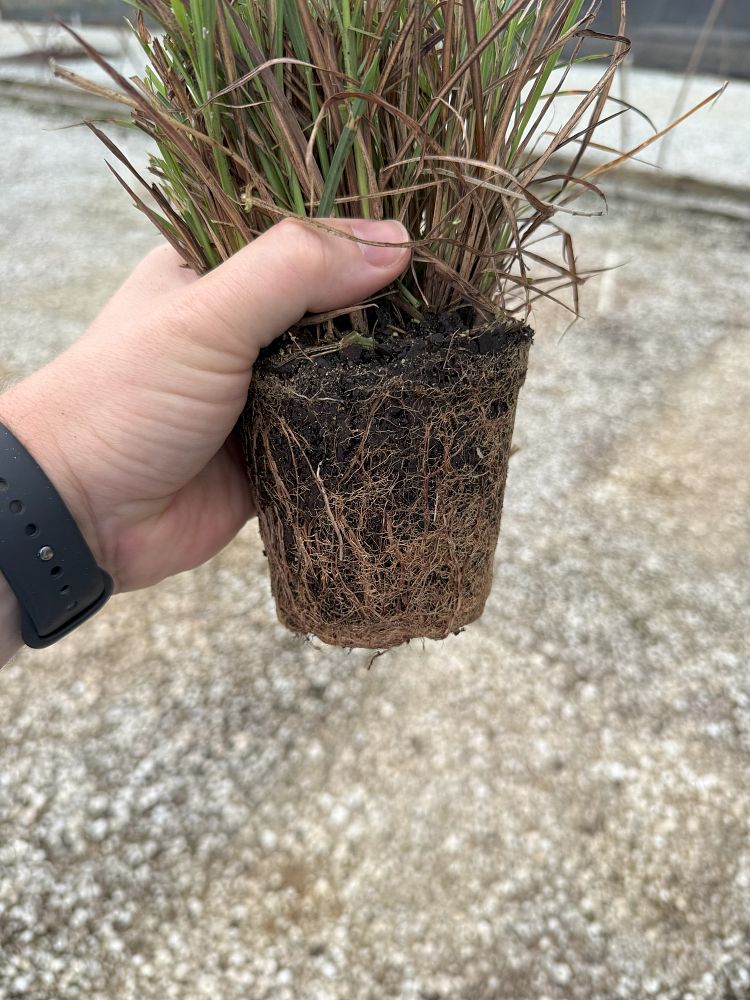 miscanthus-sinensis-bandwidth-eulalia-grass-chinese-silvergrass-maiden-grass