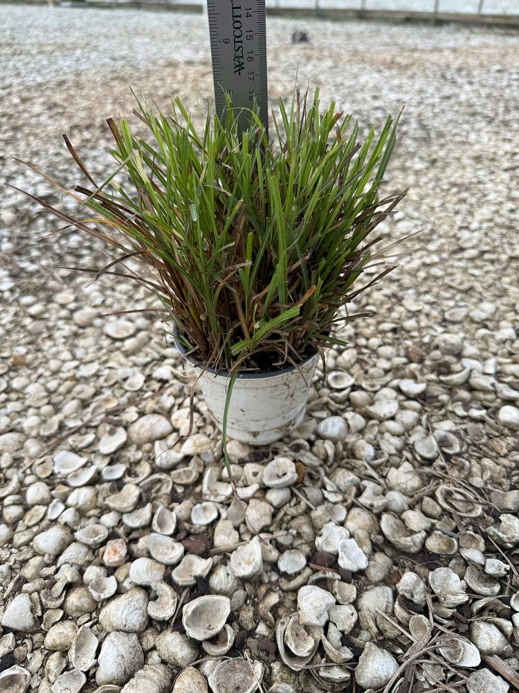 miscanthus-sinensis-bandwidth-eulalia-grass-chinese-silvergrass-maiden-grass