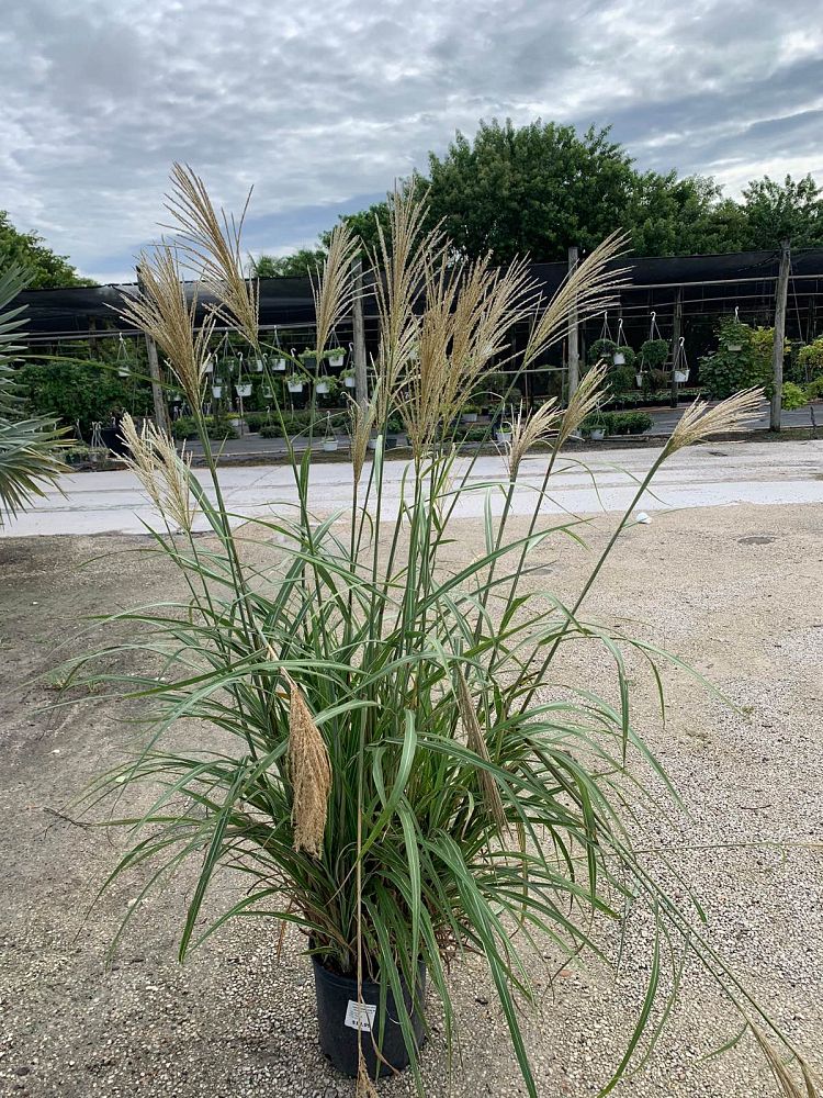 miscanthus-sinensis-cosmopolitan-chinese-silvergrass-maiden-grass-zebra-grass-eulalia