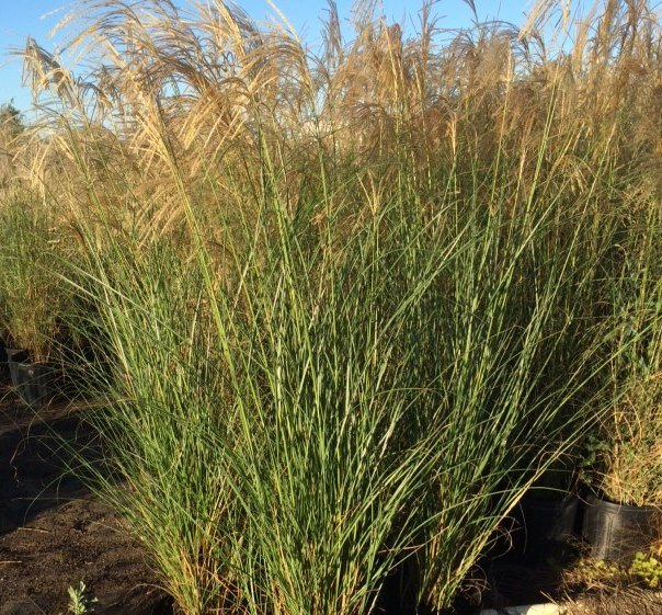 miscanthus-sinensis-eulalia-grass-chinese-silvergrass-dwarf-maiden-grass
