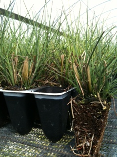 miscanthus-sinensis-gracillimus-eulalia-grass-chinese-silvergrass-maiden-grass