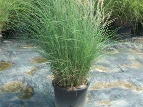 miscanthus-sinensis-gracillimus-eulalia-grass-chinese-silvergrass-maiden-grass