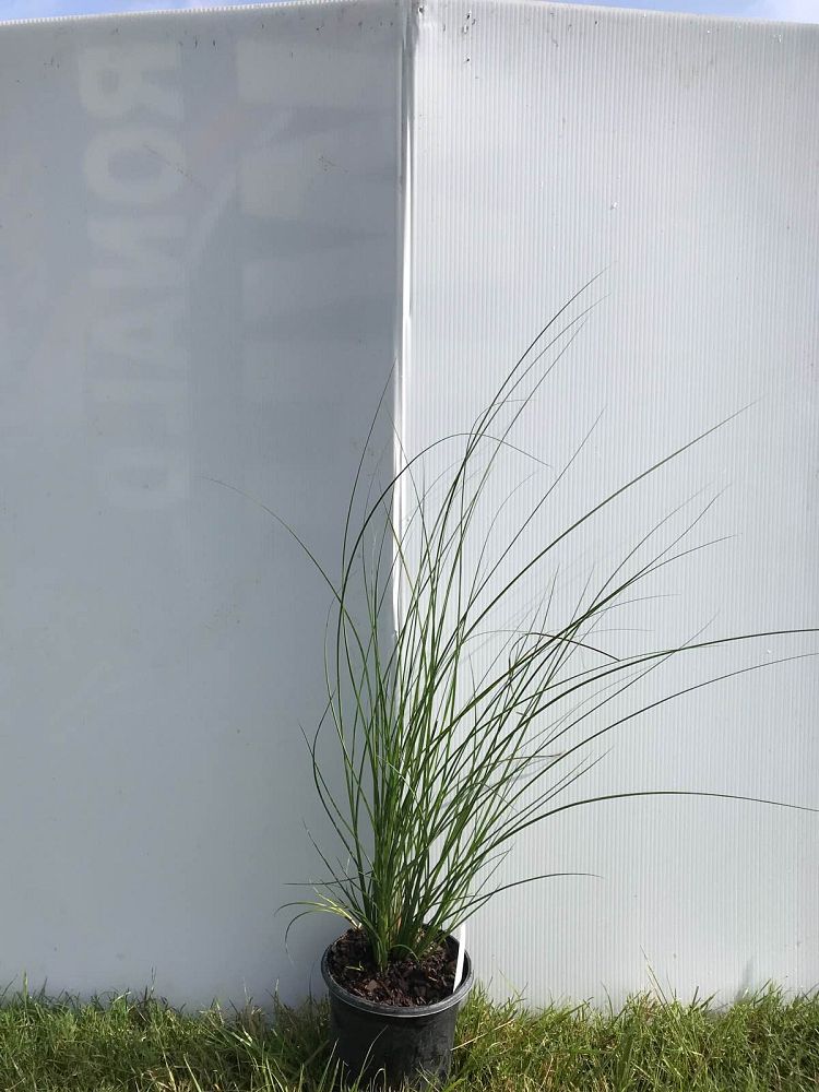 miscanthus-sinensis-gracillimus-eulalia-grass-chinese-silvergrass-maiden-grass