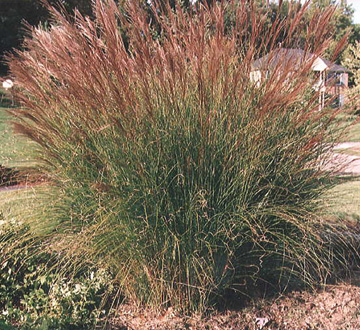 miscanthus-sinensis-gracillimus-eulalia-grass-chinese-silvergrass-maiden-grass