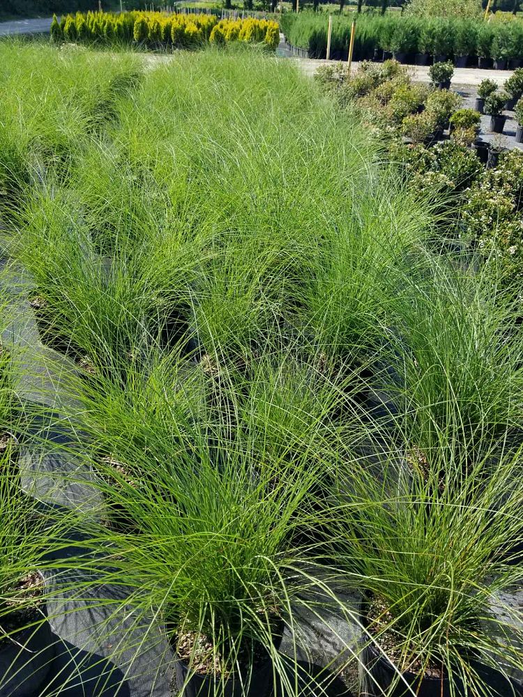 miscanthus-sinensis-gracillimus-eulalia-grass-chinese-silvergrass-maiden-grass