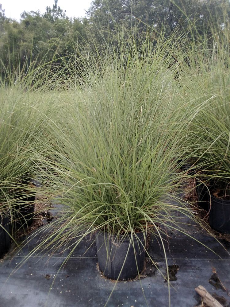 miscanthus-sinensis-gracillimus-eulalia-grass-chinese-silvergrass-maiden-grass