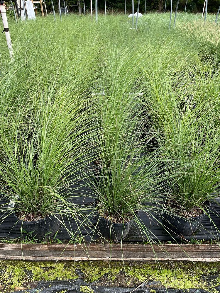 miscanthus-sinensis-gracillimus-eulalia-grass-chinese-silvergrass-maiden-grass