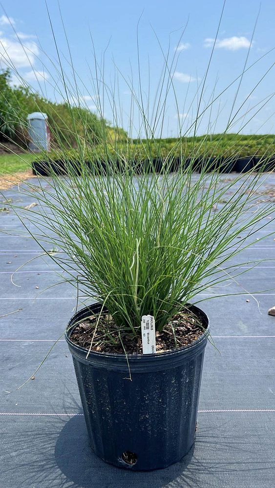 miscanthus-sinensis-gracillimus-eulalia-grass-chinese-silvergrass-maiden-grass