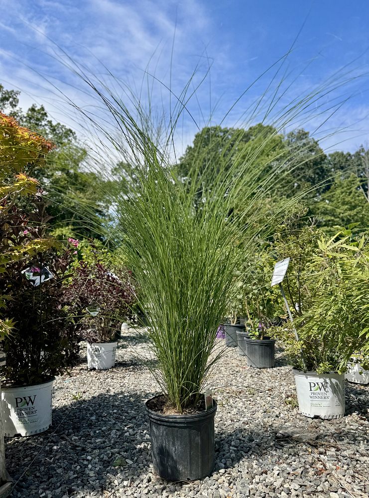miscanthus-sinensis-gracillimus-eulalia-grass-chinese-silvergrass-maiden-grass