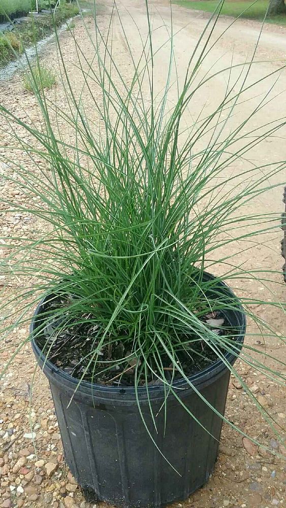 miscanthus-sinensis-little-kitten-eulalia-grass-chinese-silvergrass-maiden-grass
