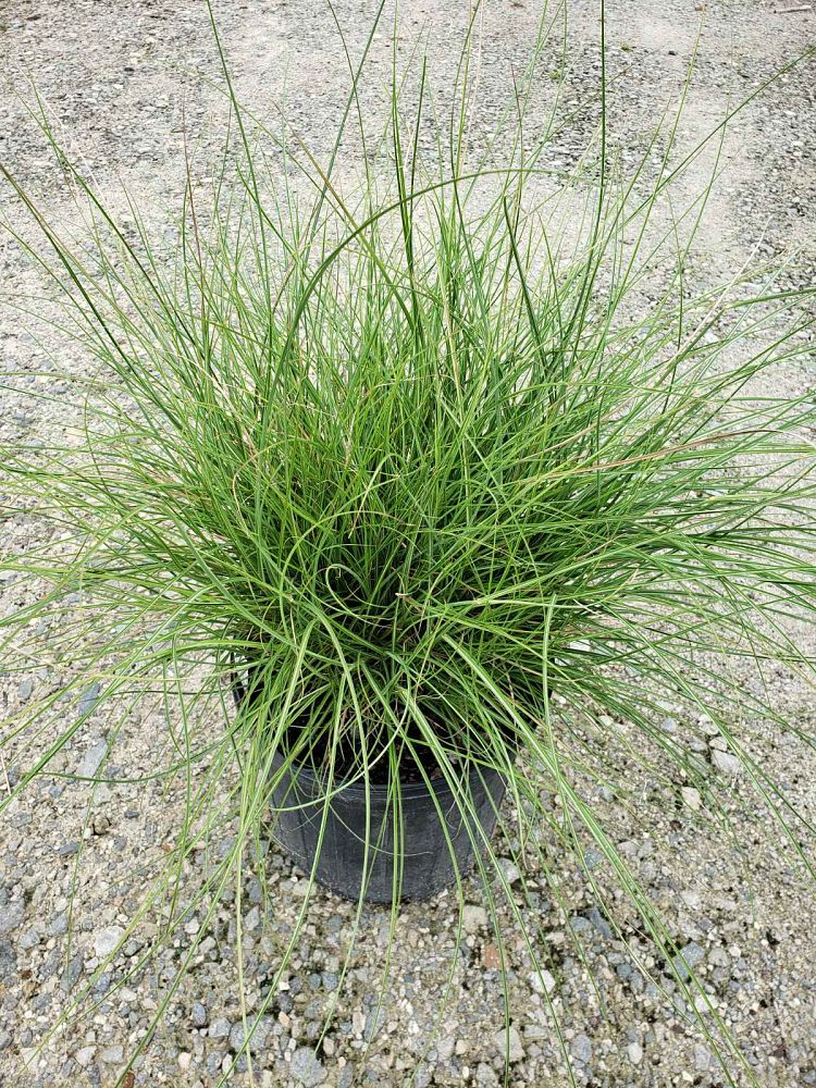 miscanthus-sinensis-little-kitten-eulalia-grass-chinese-silvergrass-maiden-grass