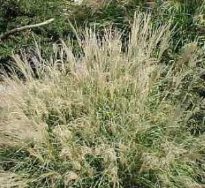 miscanthus-sinensis-little-kitten-eulalia-grass-chinese-silvergrass-maiden-grass