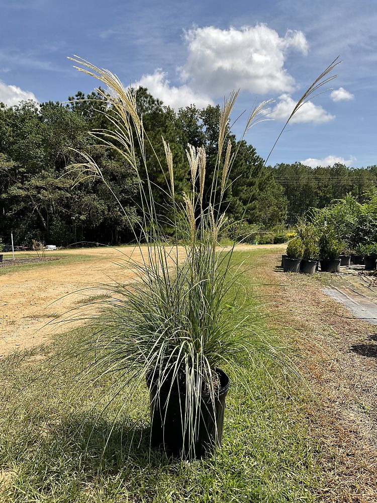 miscanthus-sinensis-little-kitten-eulalia-grass-chinese-silvergrass-maiden-grass