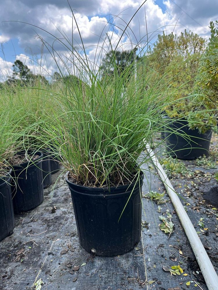 miscanthus-sinensis-little-kitten-eulalia-grass-chinese-silvergrass-maiden-grass