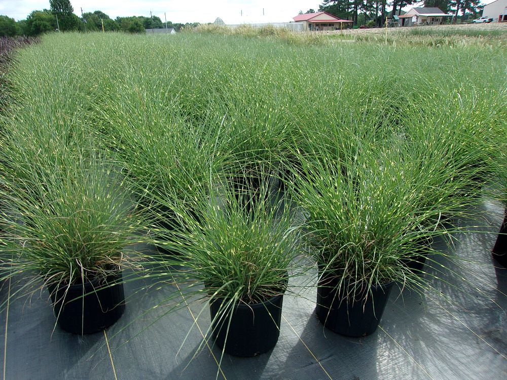 miscanthus-sinensis-little-zebra-eulalia-grass-chinese-silvergrass-maiden-grass