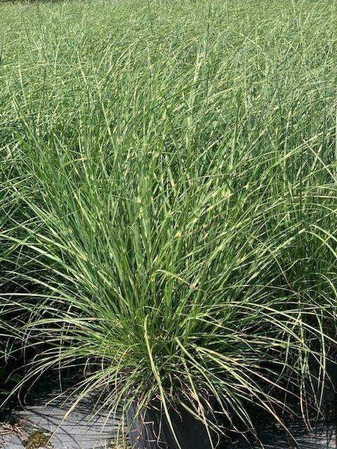 miscanthus-sinensis-little-zebra-eulalia-grass-chinese-silvergrass-maiden-grass
