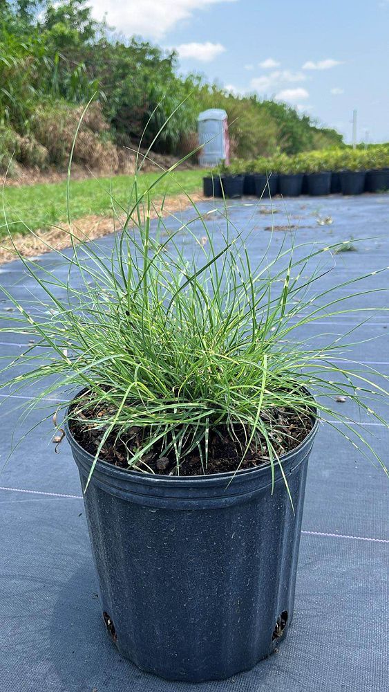 miscanthus-sinensis-little-zebra-eulalia-grass-chinese-silvergrass-maiden-grass