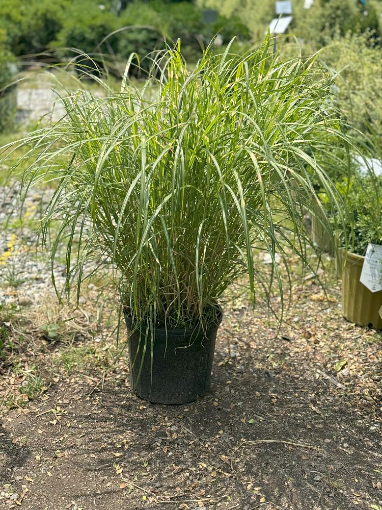 miscanthus-sinensis-little-zebra-eulalia-grass-chinese-silvergrass-maiden-grass