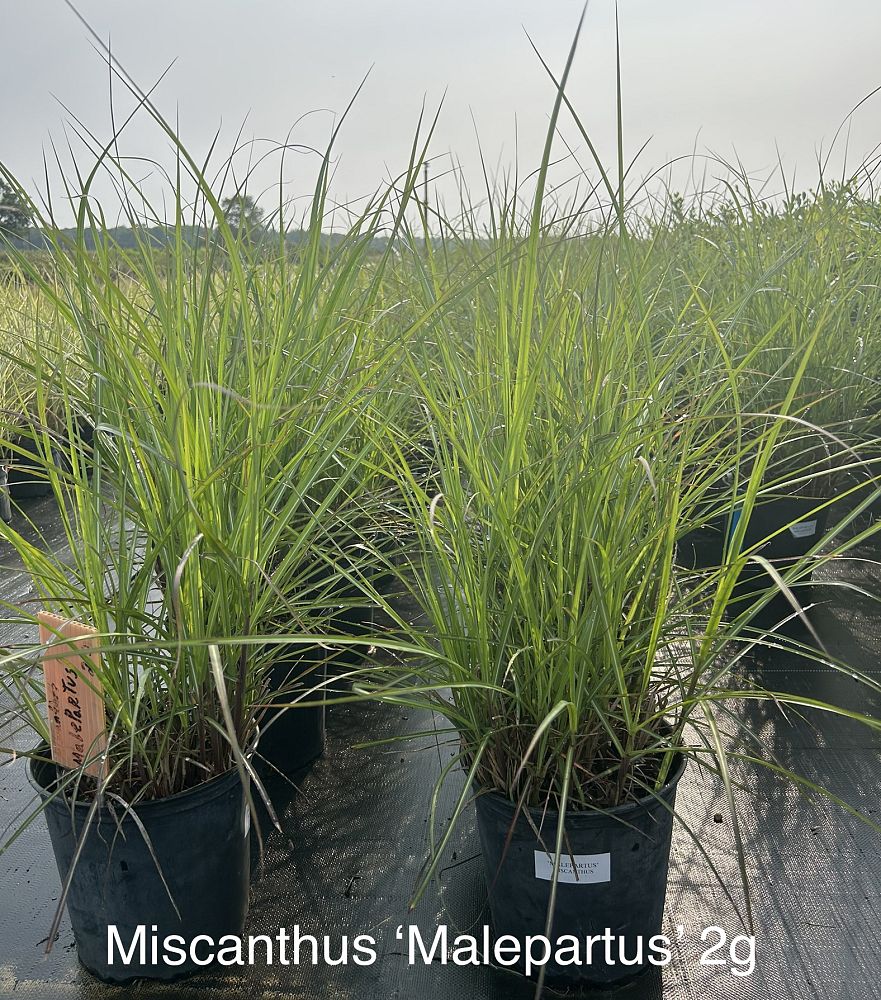 miscanthus-sinensis-malepartus-eulalia-grass-chinese-silvergrass-maiden-grass