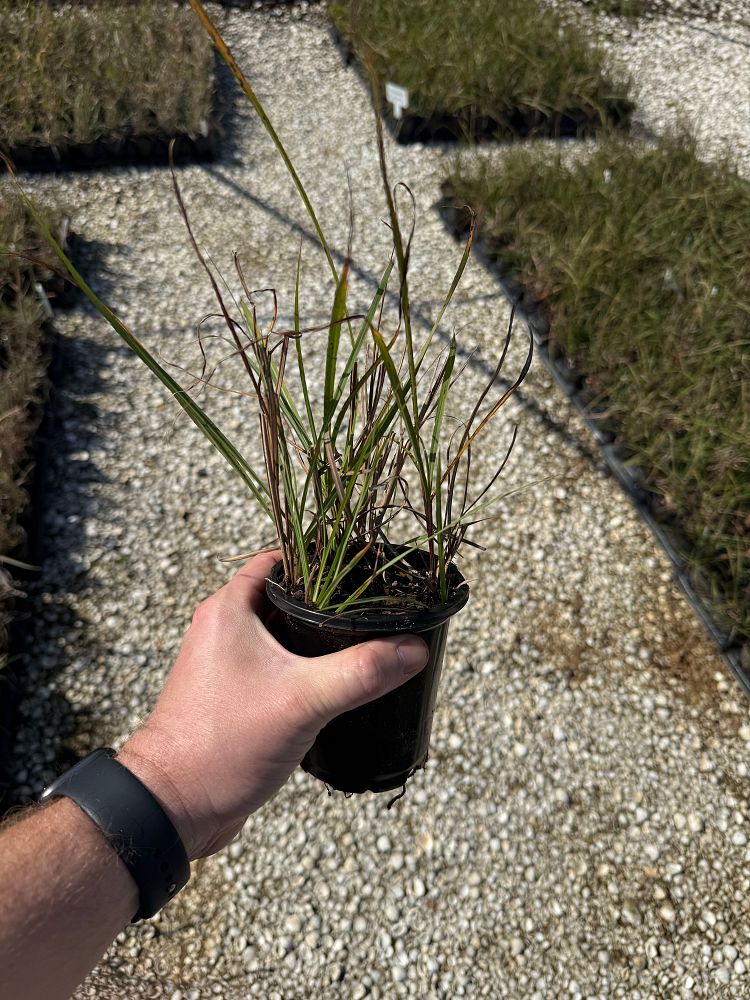 miscanthus-sinensis-malepartus-eulalia-grass-chinese-silvergrass-maiden-grass