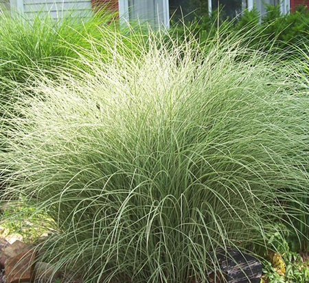 miscanthus-sinensis-morning-light-eulalia-grass-chinese-silvergrass-maiden-grass
