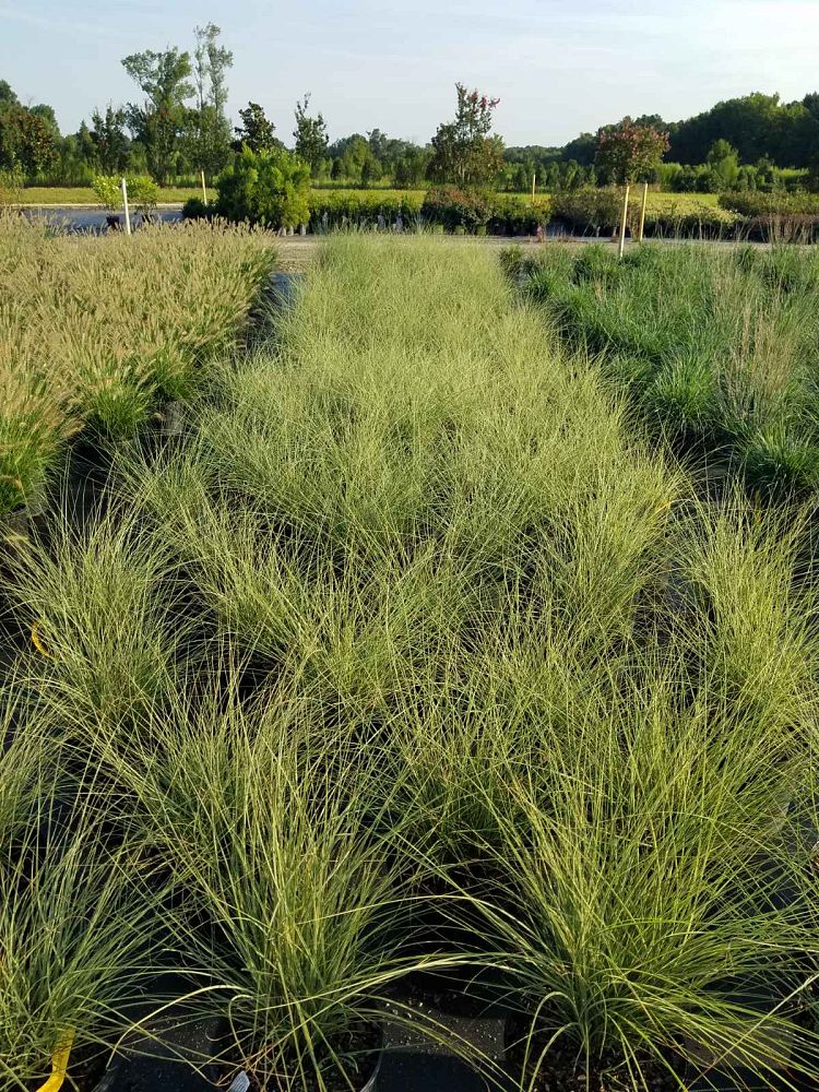 miscanthus-sinensis-morning-light-eulalia-grass-chinese-silvergrass-maiden-grass