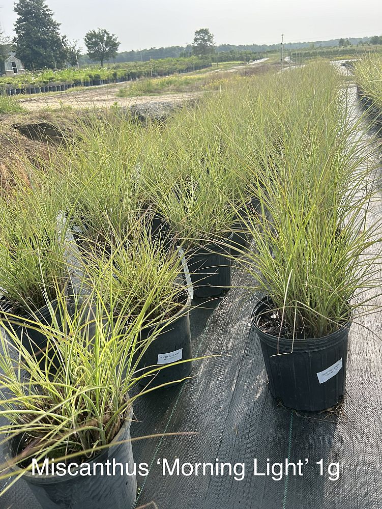 miscanthus-sinensis-morning-light-eulalia-grass-chinese-silvergrass-maiden-grass