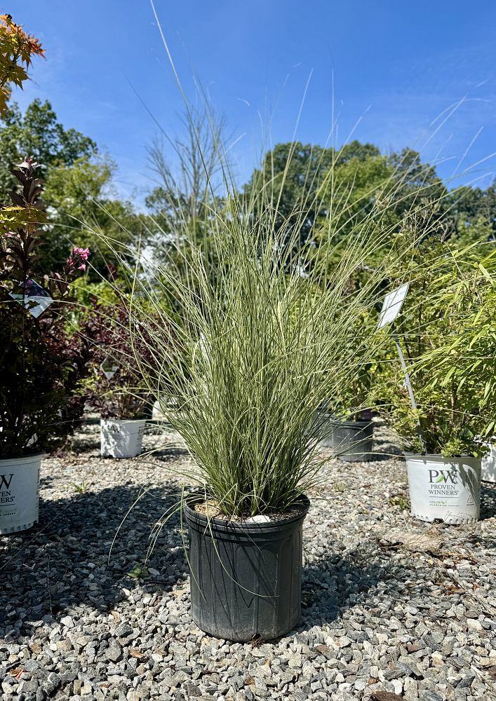 miscanthus-sinensis-morning-light-eulalia-grass-chinese-silvergrass-maiden-grass