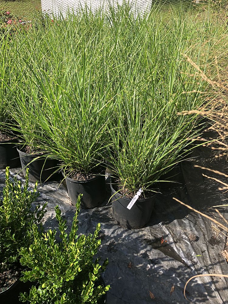 miscanthus-sinensis-strictus-eulalia-grass-chinese-silvergrass-maiden-grass-porcupine-grass