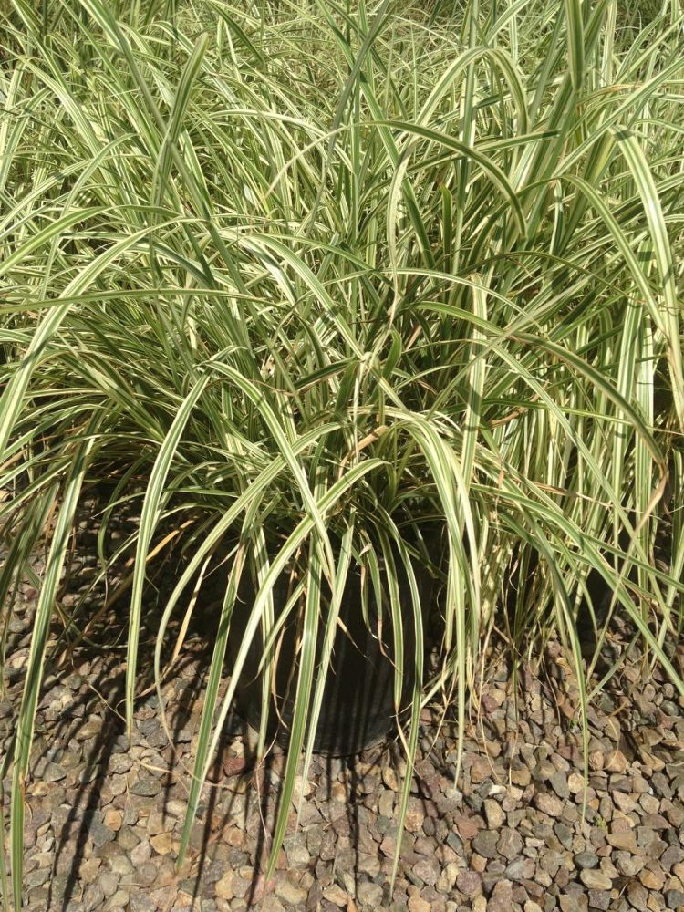 miscanthus-sinensis-variegatus-eulalia-grass-chinese-silvergrass-maiden-grass